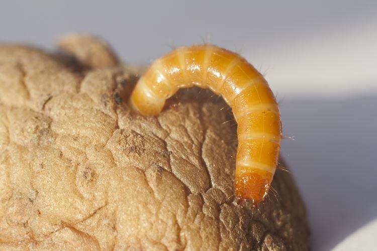 Как обнаружить и избавиться от проволочника в огороде