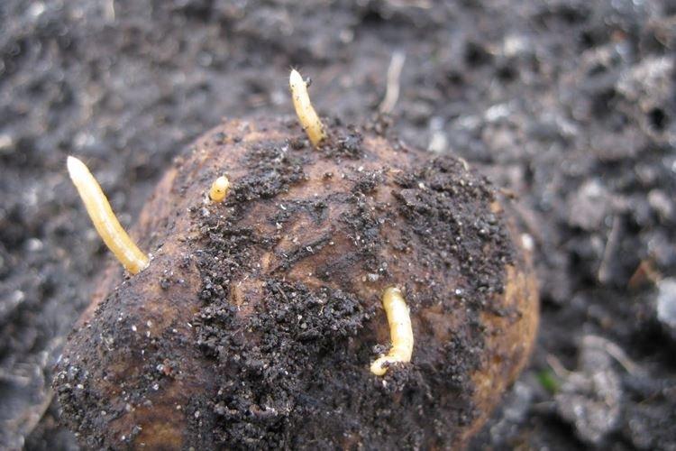 Механические ловушки - Как избавиться от проволочника в огороде