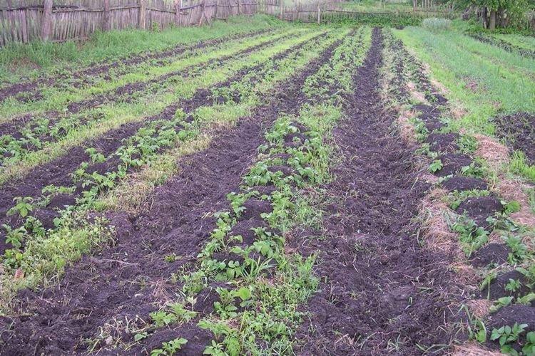 Другие методы борьбы - Как избавиться от проволочника в огороде