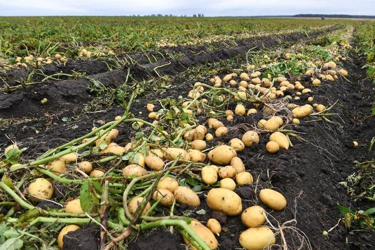 Профилактика от проволочника в огороде