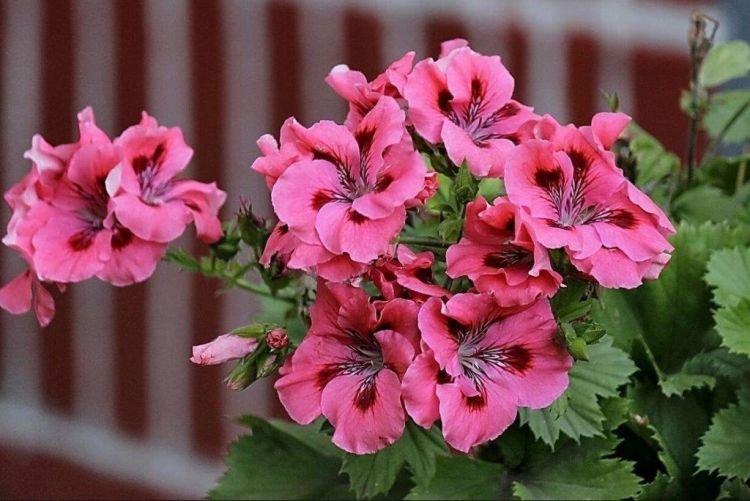 Герань - Как избавиться от тараканов