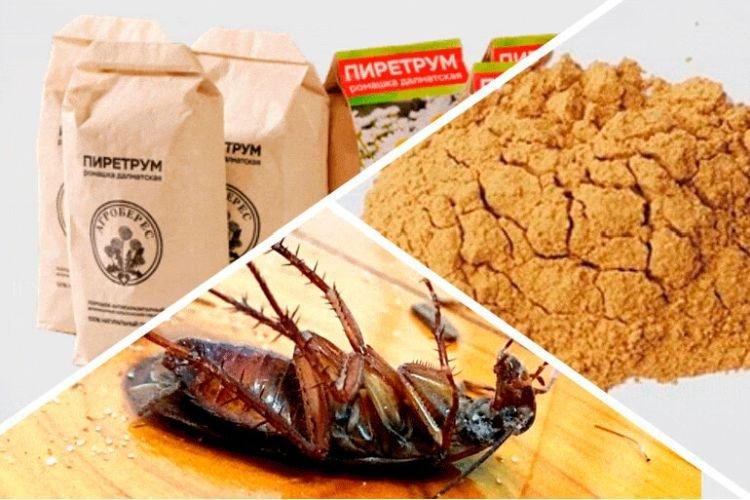 Ромашник - Как избавиться от тараканов в квартире