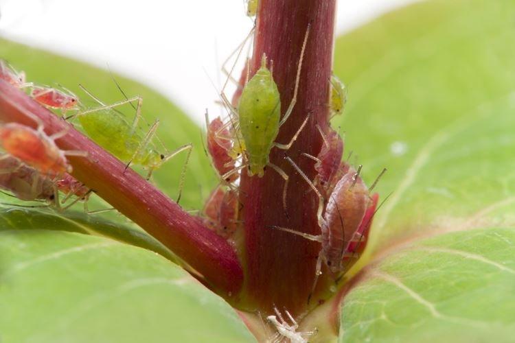 Как избавиться от тли на комнатных растениях - Народные средства