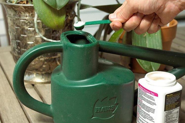 Требования к воде - Как поливать орхидею в домашних условиях