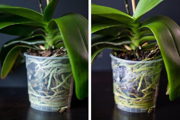 Когда поливать орхидею в домашних условиях