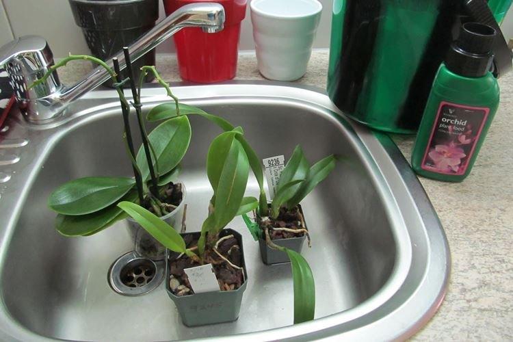 Как поливать орхидею зимой