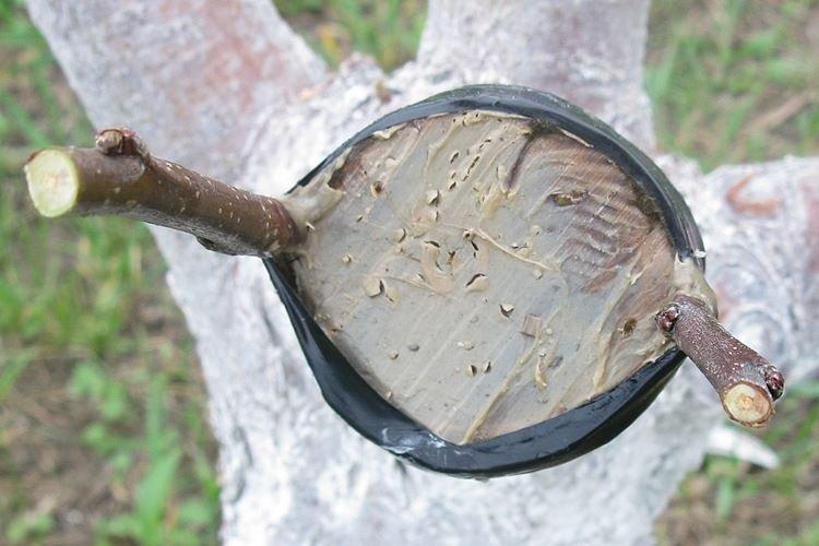 Обработка варом - Как привить яблоню весной пошаговая инструкция