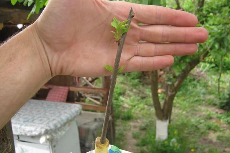 Уход за яблоней после прививки