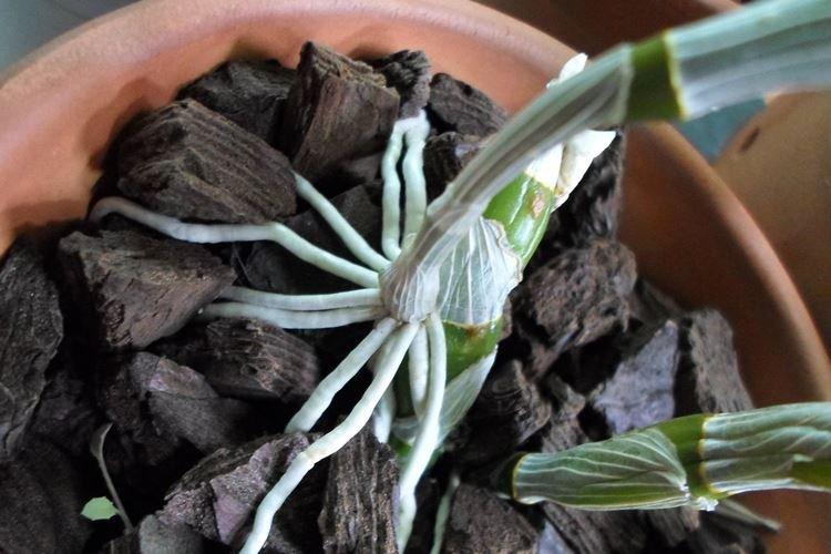 Требования к грунту - Как ухаживать за орхидеей в домашних условиях