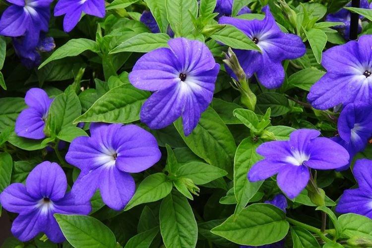 Броваллия - Ядовитые комнатные растения