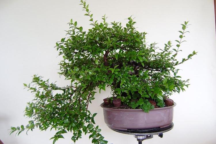 Мирт - Комнатные растения с сильным запахом