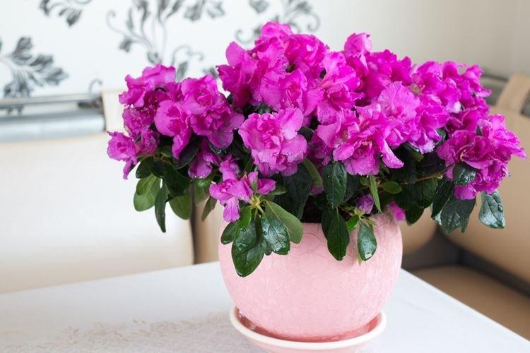 Азалия - Комнатные растения с сильным запахом