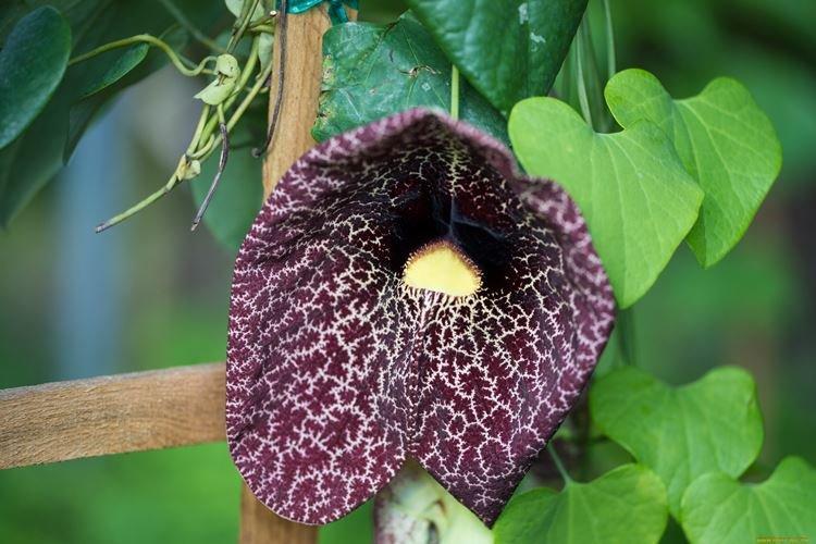 Кирказон - Комнатные растения с сильным запахом