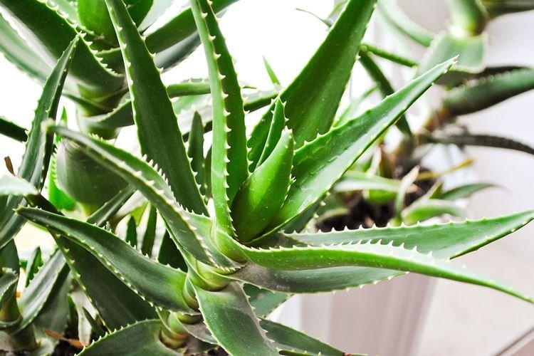 Алоэ - Комнатные растения, опасные для детей