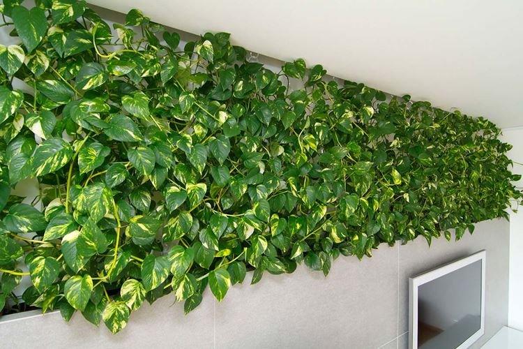 Плющ - Растения, опасные для домашних животных