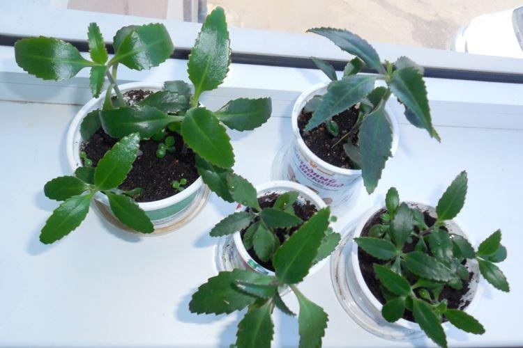 Освещение - Уход за каланхоэ