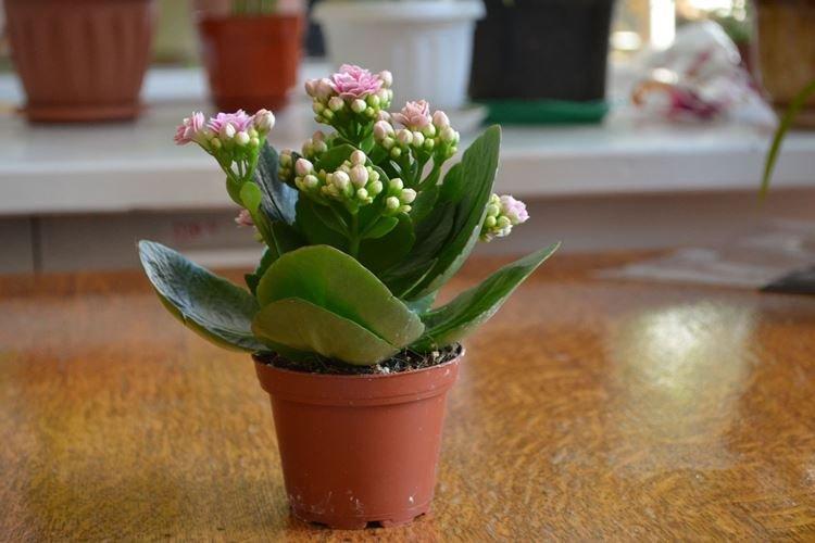 Полив - Уход за каланхоэ