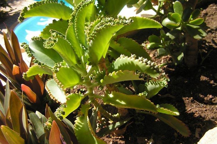 Каланхоэ - фото