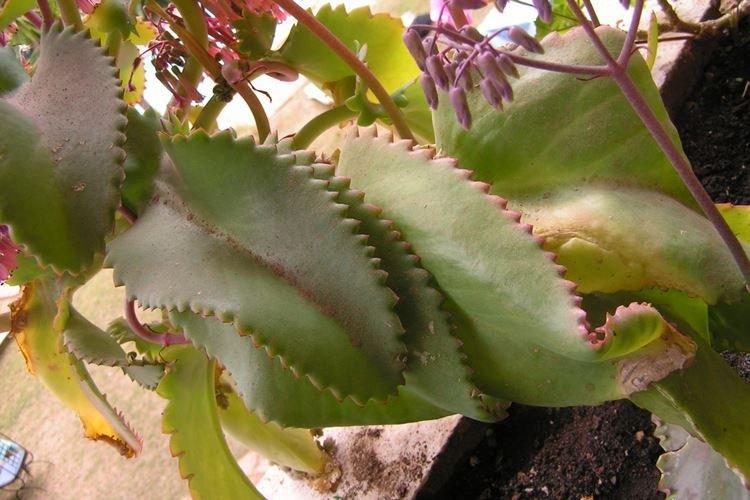 Каланхоэ - фото