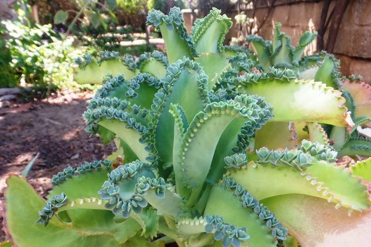 Каланхоэ - фото