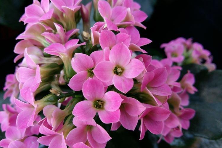 Каланхоэ - фото