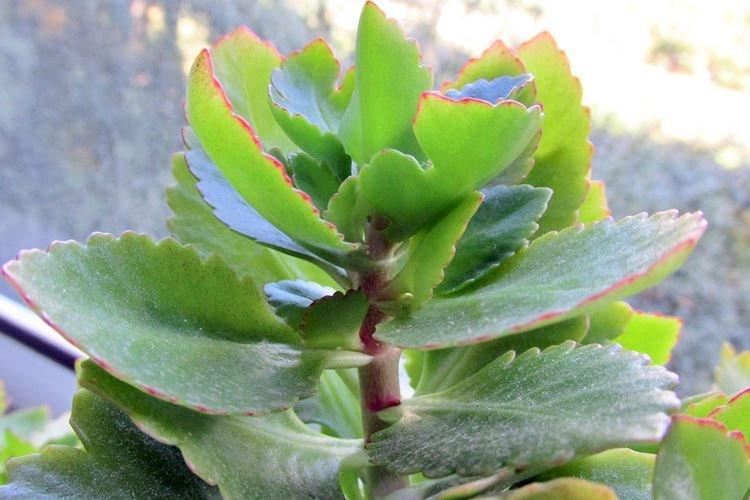 Каланхоэ - фото