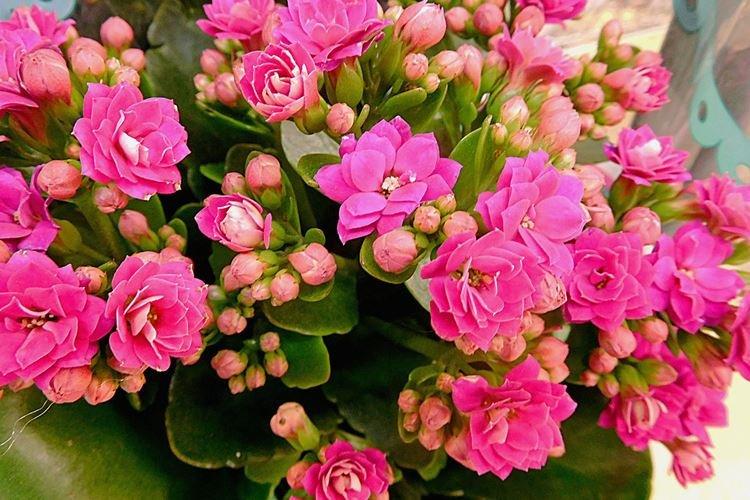 Каланхоэ - фото