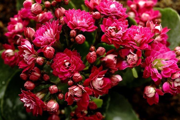 Каланхоэ - фото