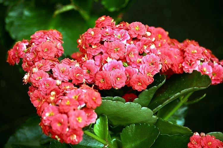 Каланхоэ - фото