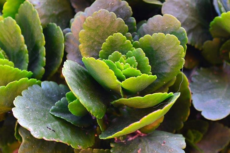 Каланхоэ - фото