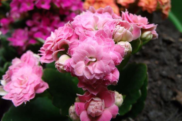 Каланхоэ - фото