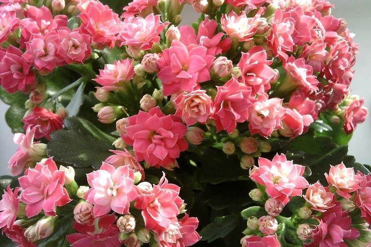 Каланхоэ - фото