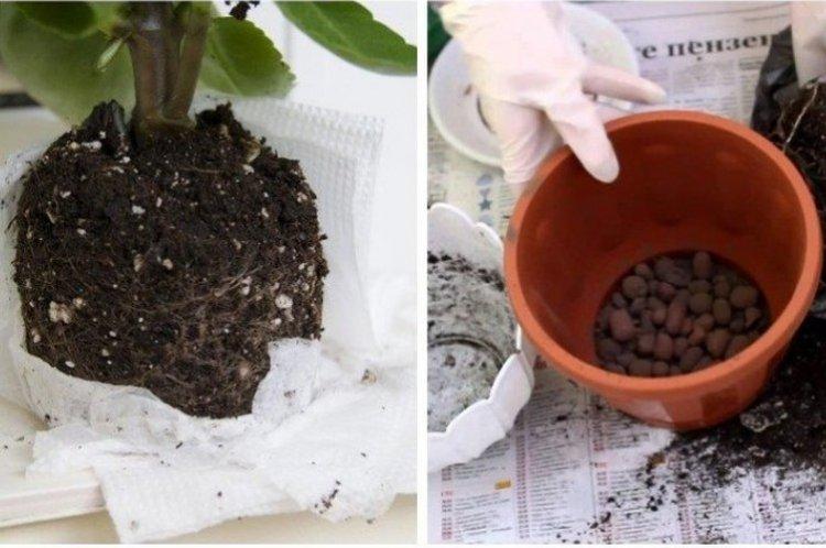 Пересадка - Каланхоэ уход в домашних условиях