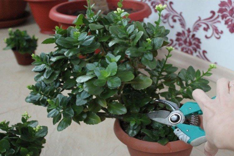 Формирование кроны - Каланхоэ уход в домашних условиях