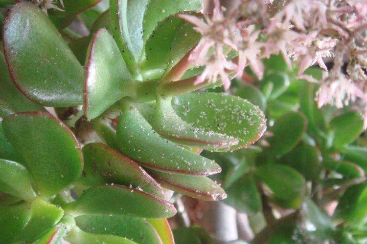 Болезни и их лечение - Каланхоэ уход в домашних условиях