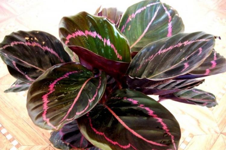 Калатея - фото