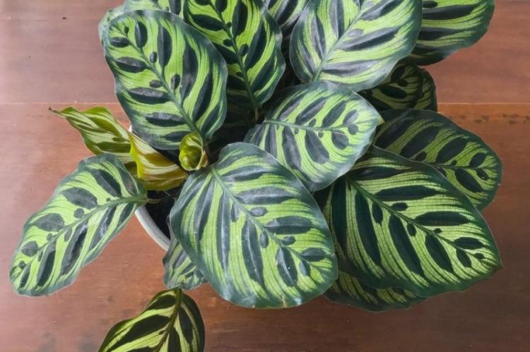 Калатея - фото