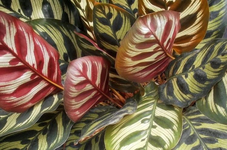 Калатея - фото