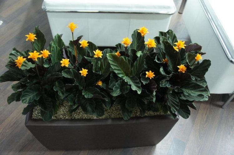 Калатея - фото