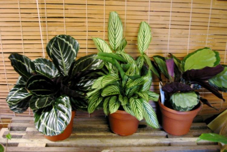 Калатея - фото