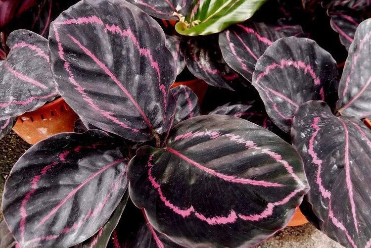 Калатея - фото