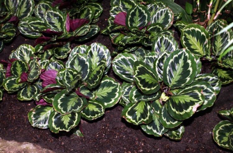 Калатея - фото