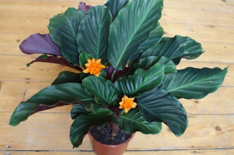 Калатея - фото