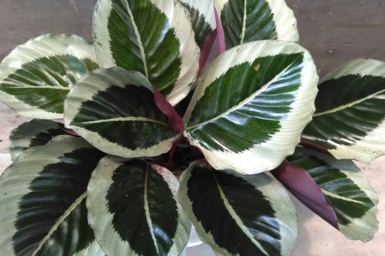 Калатея - фото