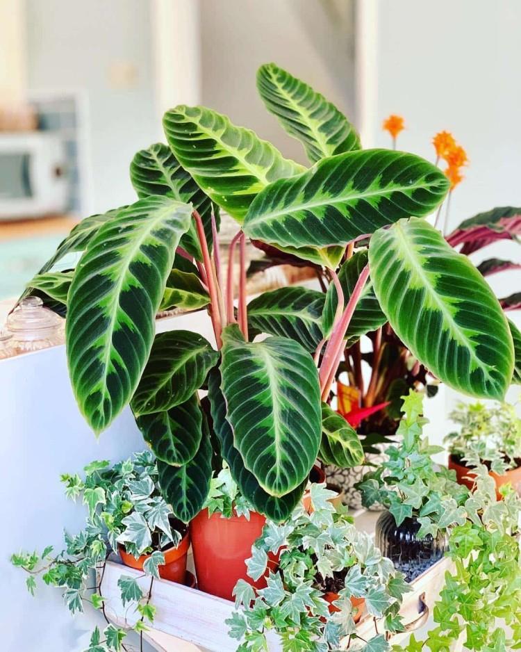 Калатея - фото