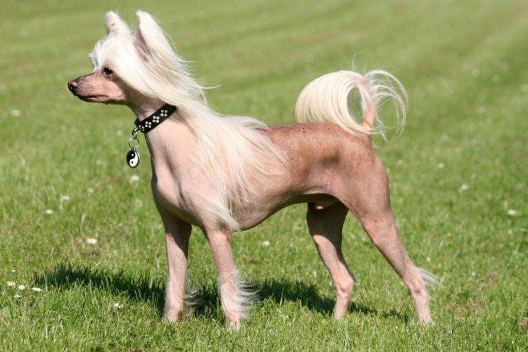 Общее описание породы - Китайская хохлатая