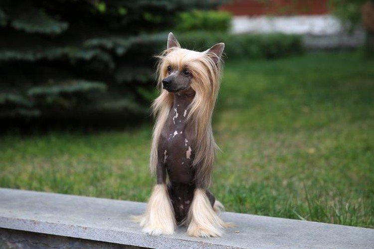 Особенности и темперамент - Характер китайской хохлатой