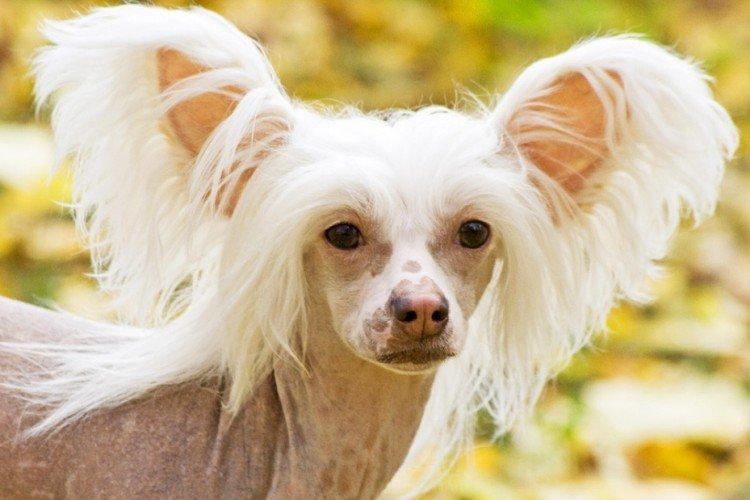 Отношение к хозяину - Характер китайской хохлатой