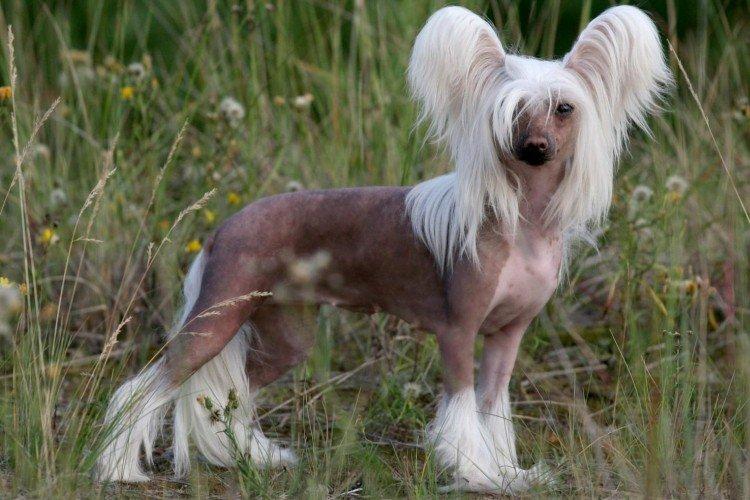 Отношение к детям - Характер китайской хохлатой