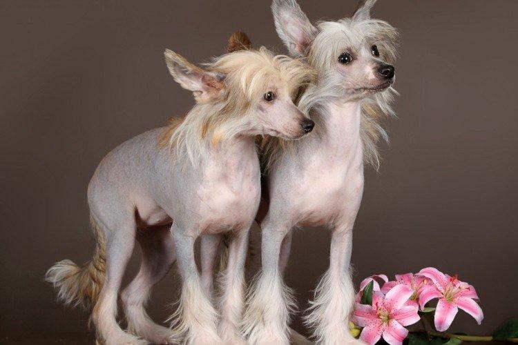 Отношения с другими животными - Характер китайской хохлатой